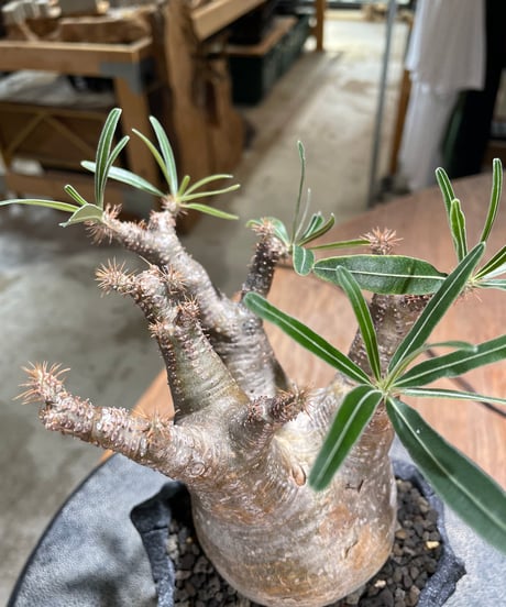 パキポディウム グラキリス　Pachypodium gracilius 　発根済　(gk-601) (鉢：LAVOR XSsize)