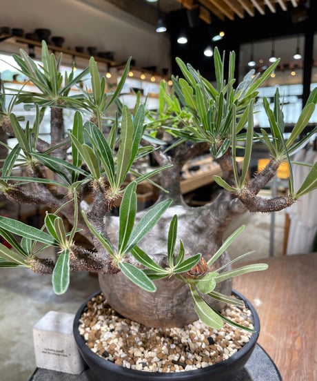 パキポディウム グラキリス　Pachypodium gracilius 　発根済　(gk-594)