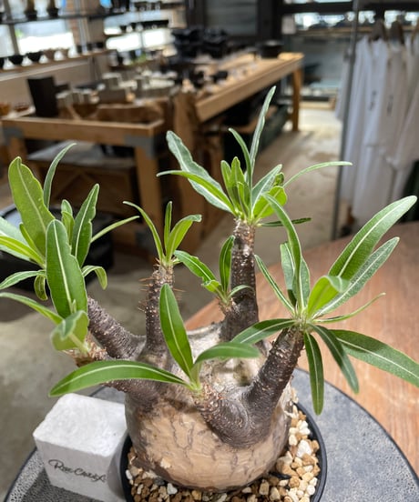 パキポディウム グラキリス　Pachypodium gracilius 　発根済　(gk-580)