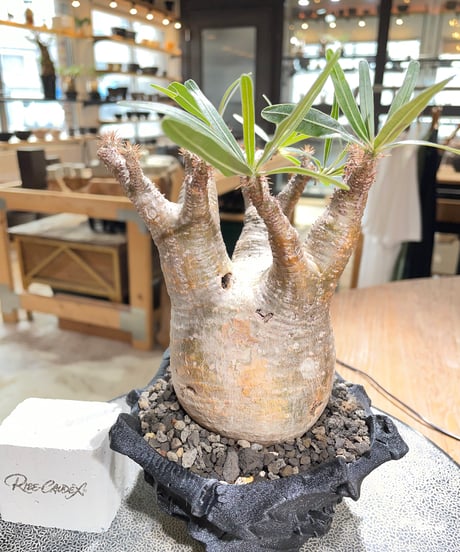 パキポディウム グラキリス　Pachypodium gracilius 　発根済　(gk-601) (鉢：LAVOR XSsize)