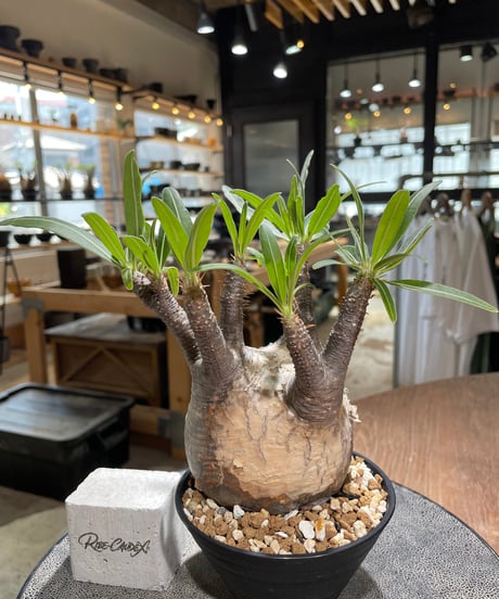 パキポディウム グラキリス　Pachypodium gracilius 　発根済　(gk-580)
