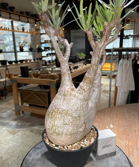 パキポディウム グラキリス　Pachypodium gracilius 　発根済　(gk-591)