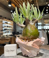 パキポディウム グラキリス　Pachypodium gracilius 　発根済　(gk-607) (鉢：LAVOR Ssize)