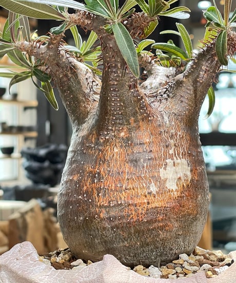 パキポディウム グラキリス　Pachypodium gracilius 　発根済　(gk-604) (鉢：LAVOR Ssize)