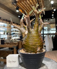 パキポディウム グラキリス　Pachypodium gracilius 　発根済　(gk-608)