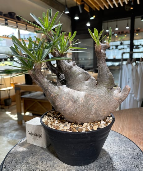 パキポディウム グラキリス　Pachypodium gracilius 　発根済　(gk-587)