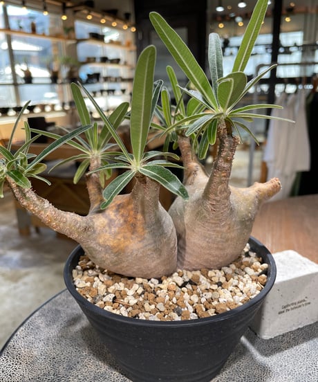 パキポディウム グラキリス 2頭　Pachypodium gracilius 　発根済　(gk-596)