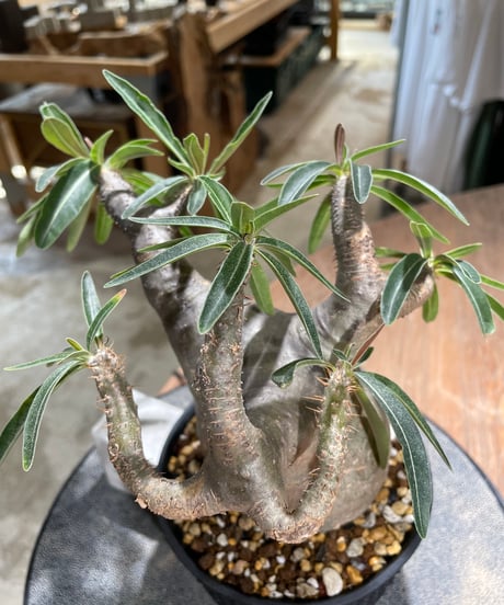 パキポディウム グラキリス　Pachypodium gracilius 　発根済　(gk-586)