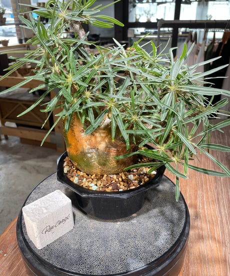 パキポディウム グラキリス　Pachypodium gracilius 　発根済　(gk-569)