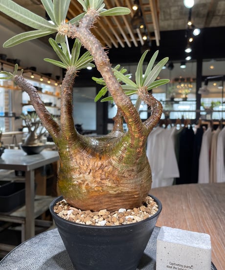 パキポディウム グラキリス　Pachypodium gracilius 　発根済　(gk-575)