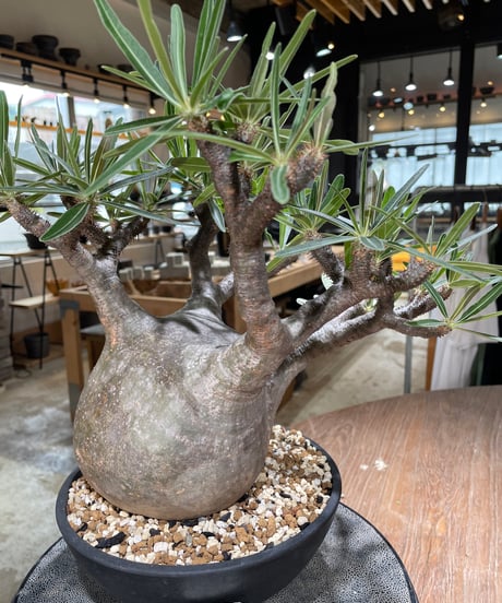 パキポディウム グラキリス　Pachypodium gracilius 　発根済　(gk-594)