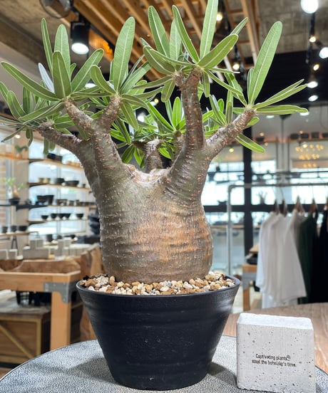 パキポディウム グラキリス　Pachypodium gracilius 　発根済　(gk-606)