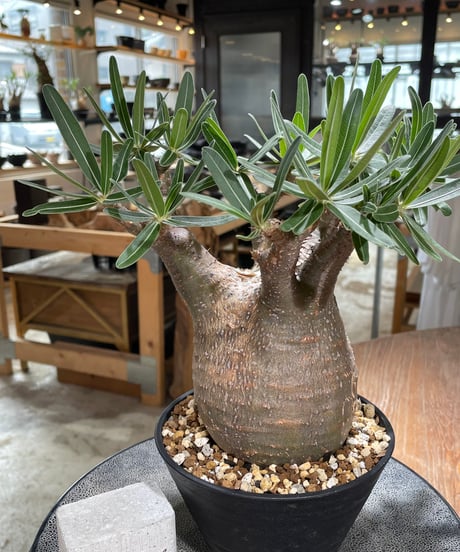 パキポディウム グラキリス　Pachypodium gracilius 　発根済　(gk-606)