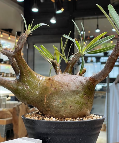 パキポディウム グラキリス　Pachypodium gracilius 　発根済　(gk-588)