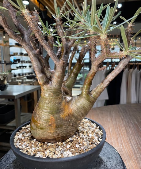パキポディウム グラキリス　Pachypodium gracilius 　発根済　(gk-576)