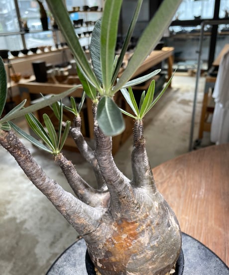 パキポディウム グラキリス　Pachypodium gracilius 　発根済　(gk-602)