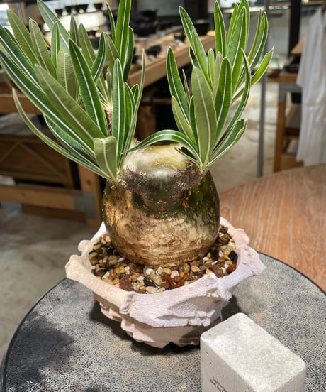 パキポディウム グラキリス　Pachypodium gracilius 　発根済　(gk-607) (鉢：LAVOR Ssize)
