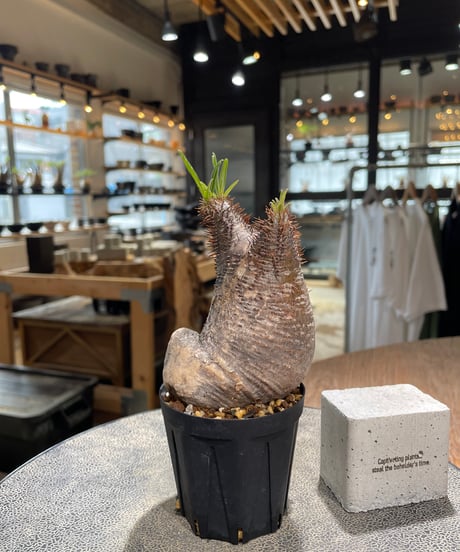 パキポディウム グラキリス　Pachypodium gracilius 　発根済　(gk-578)