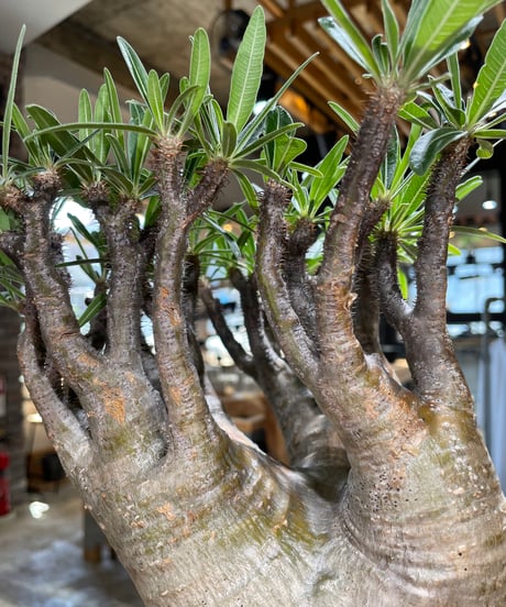 パキポディウム グラキリス　Pachypodium gracilius 　発根済　(gk-589)