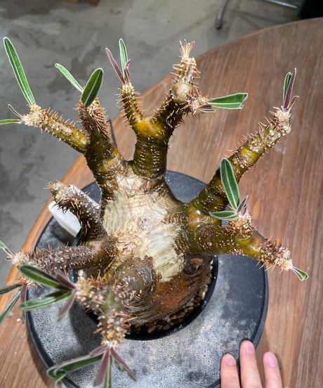 パキポディウム グラキリス　Pachypodium gracilius 　発根済　(gk-608)