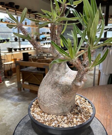 パキポディウム グラキリス　Pachypodium gracilius 　発根済　(gk-595)