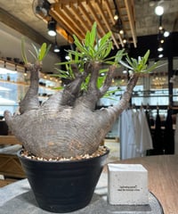 パキポディウム グラキリス　Pachypodium gracilius 　発根済　(gk-587)