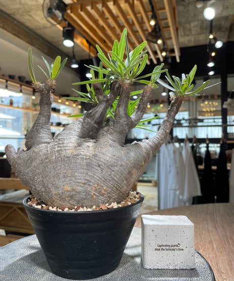 パキポディウム グラキリス　Pachypodium gracilius 　発根済　(gk-587)