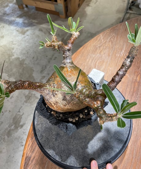 パキポディウム グラキリス　Pachypodium gracilius 　発根済　(gk-599)　(鉢：LAVOR　SMsize)