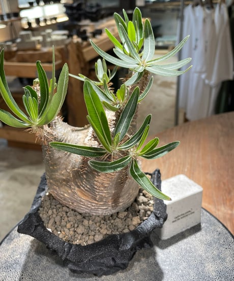 パキポディウム グラキリス　Pachypodium gracilius 　発根済　(gk-590)（鉢:LAVOR Ssize）