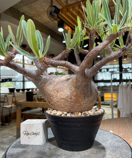 パキポディウム グラキリス　Pachypodium gracilius 　発根済　(gk-592)