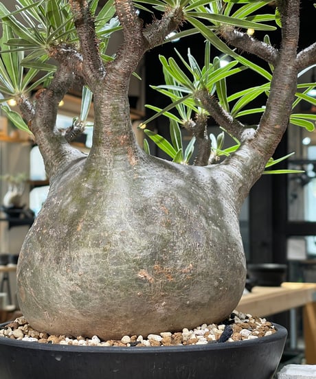 パキポディウム グラキリス　Pachypodium gracilius 　発根済　(gk-594)