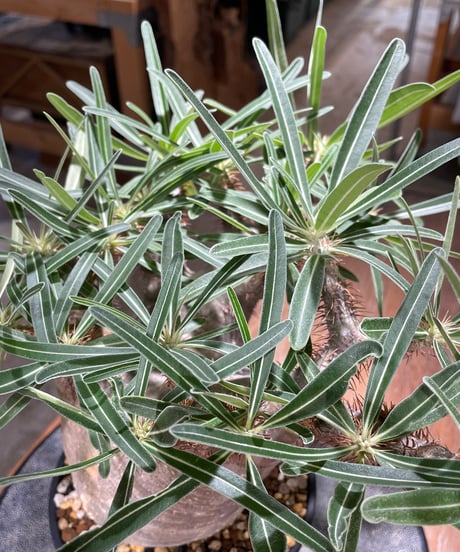 パキポディウム グラキリス　Pachypodium gracilius 　発根済　(gk-568)