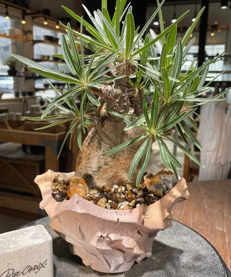 パキポディウム グラキリス　Pachypodium gracilius 　発根済　(gk-577) (鉢：LAVOR SMsize)