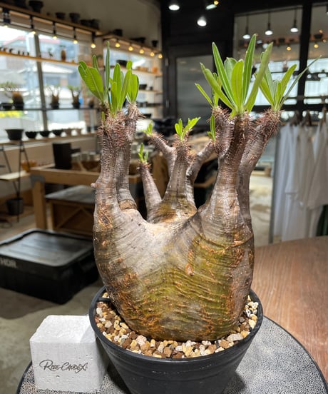パキポディウム グラキリス　Pachypodium gracilius 　発根済　(gk-583)