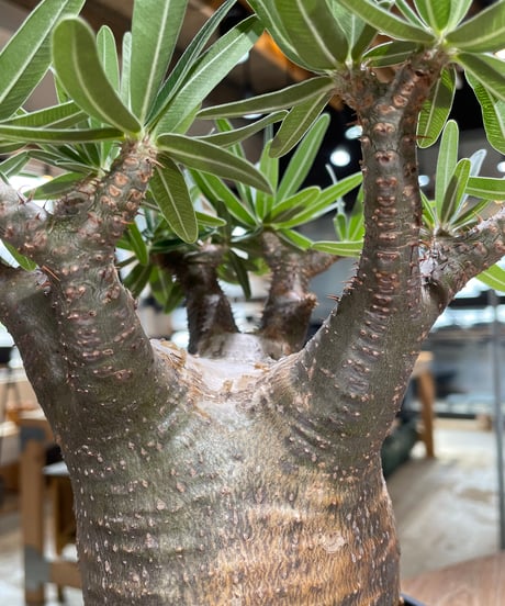パキポディウム グラキリス　Pachypodium gracilius 　発根済　(gk-606)