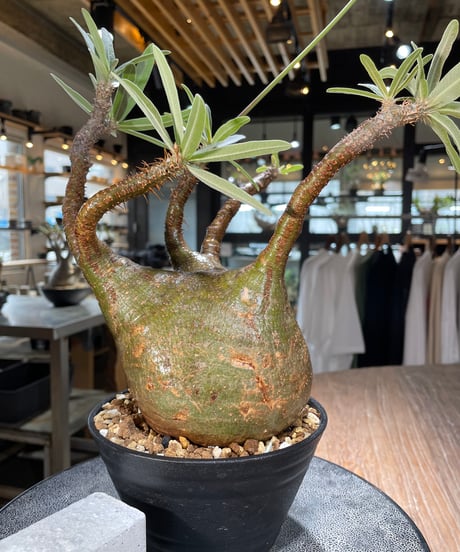 パキポディウム グラキリス　Pachypodium gracilius 　発根済　(gk-575)