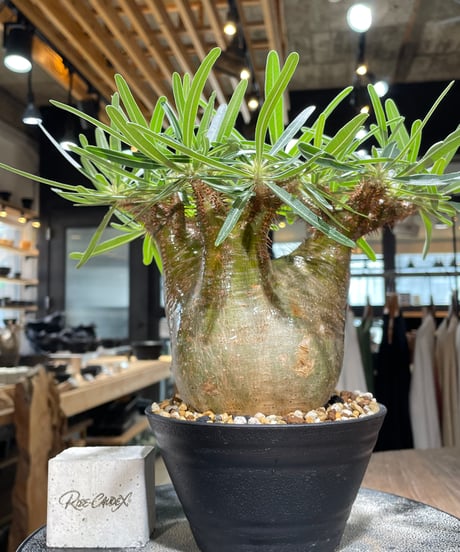 パキポディウム グラキリス　Pachypodium gracilius 　発根済　(gk-568)