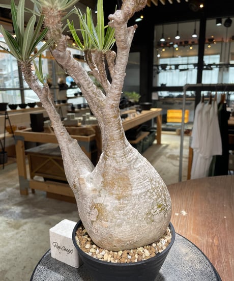 パキポディウム グラキリス　Pachypodium gracilius 　発根済　(gk-591)