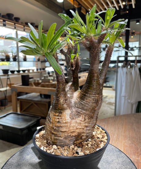 パキポディウム グラキリス　Pachypodium gracilius 　発根済　(gk-581)