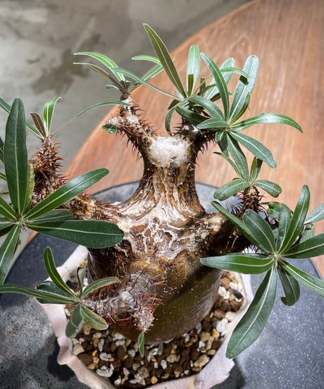 パキポディウム グラキリス　Pachypodium gracilius 　発根済　(gk-604) (鉢：LAVOR Ssize)
