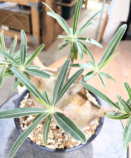 パキポディウム グラキリス 2頭　Pachypodium gracilius 　発根済　(gk-596)