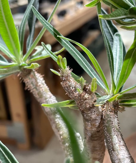 パキポディウム グラキリス　Pachypodium gracilius 　発根済　(gk-605)