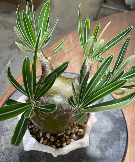 パキポディウム グラキリス　Pachypodium gracilius 　発根済　(gk-607) (鉢：LAVOR Ssize)