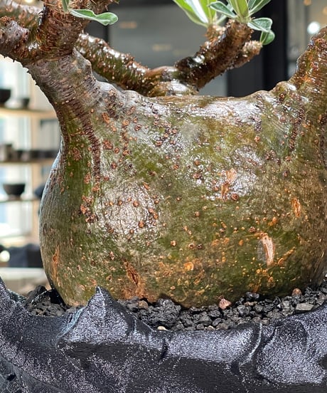 パキポディウム グラキリス　Pachypodium gracilius 　発根済　(gk-599)　(鉢：LAVOR　SMsize)
