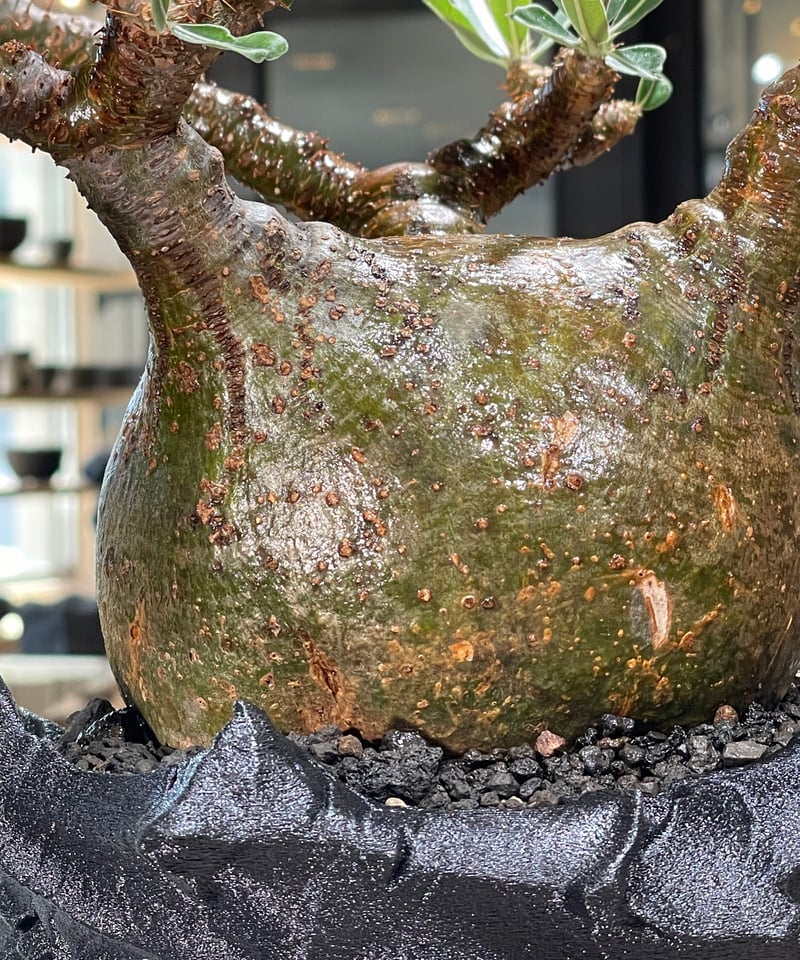 パキポディウム グラキリス Pachypodium gracilius 発根済 (gk-59