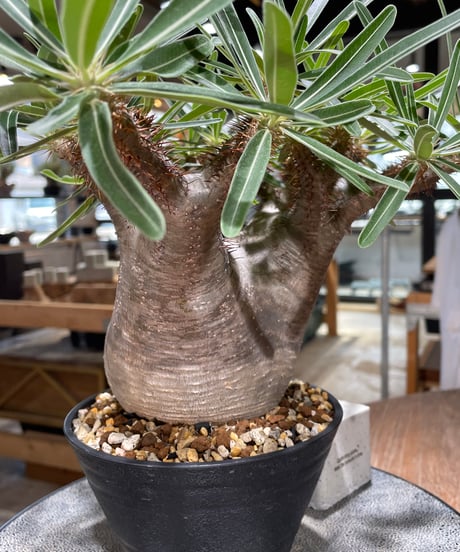 パキポディウム グラキリス　Pachypodium gracilius 　発根済　(gk-568)