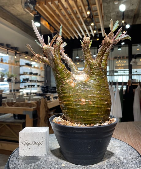 パキポディウム グラキリス　Pachypodium gracilius 　発根済　(gk-608)