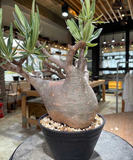 パキポディウム グラキリス　Pachypodium gracilius 　発根済　(gk-592)