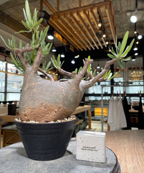 パキポディウム グラキリス　Pachypodium gracilius 　発根済　(gk-592)