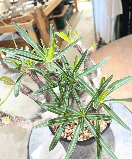 パキポディウム グラキリス　Pachypodium gracilius 　発根済　(gk-587)
